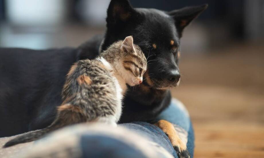 Jak rozmawiać z dziećmi o uśpieniu psa i co im wyjaśnić?