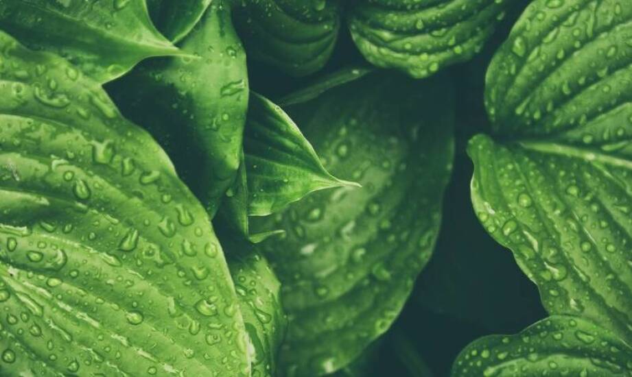 Wpływ jakości wody na zdrowie dieffenbachii – jakiej wody używać do podlewania?