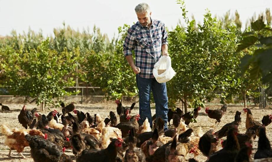 Wybór karm dla gołębi: na co zwrócić uwagę, by zapewnić im zdrową dietę?