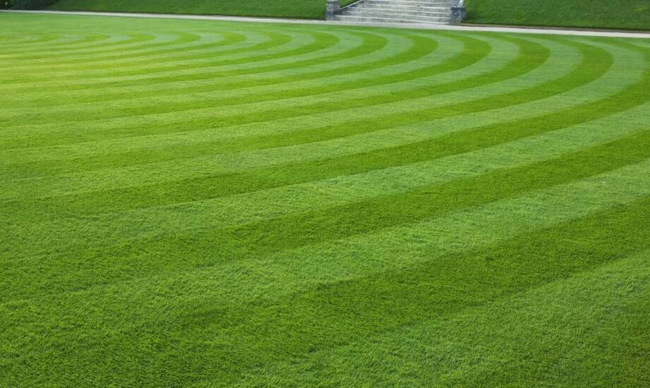 Zalety stosowania lucerny Dimitra w mieszankach traw gazonowych