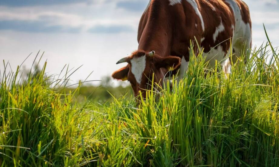 Hoveler Reformin Plus 25 kg – czy jest odpowiedni dla młodych koni?