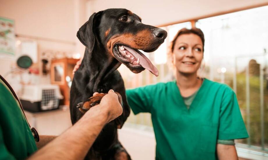 Dlaczego warto skorzystać z usług kliniki dla zdrowia swojego pupila?