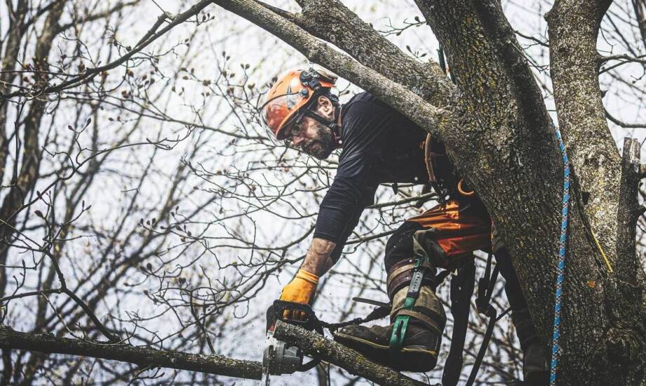 Jakie techniki przycinania są najbardziej efektywne w przypadku dużych drzew?