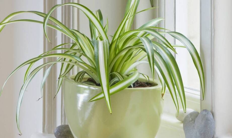 Sansevieria Beauty Queen – jak dbać o jej zdrowy wzrost i piękny wygląd?