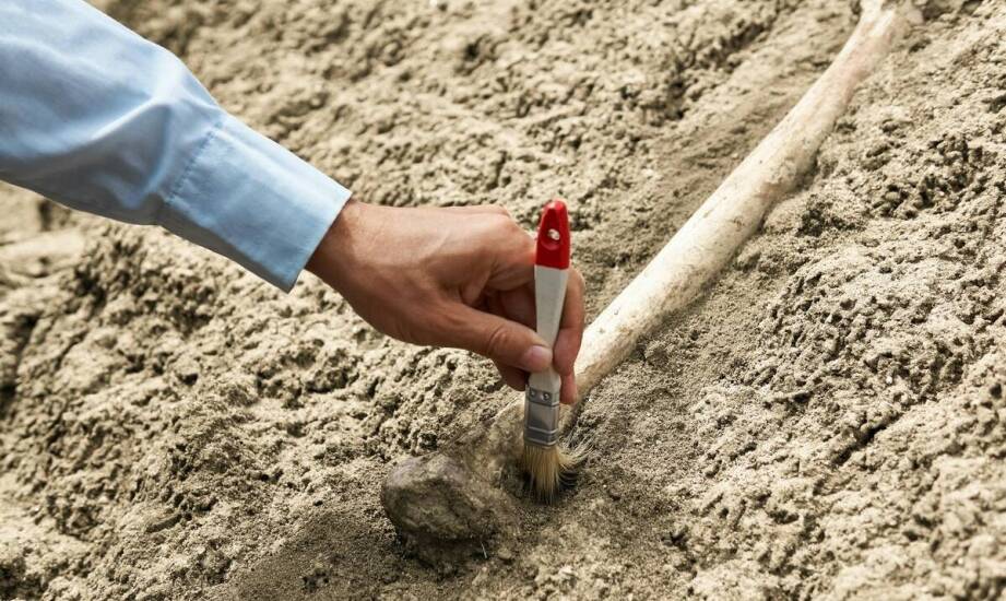 Znaczenie badań archeologicznych na terenie Wolin Gród dla ochrony dziedzictwa kulturowego