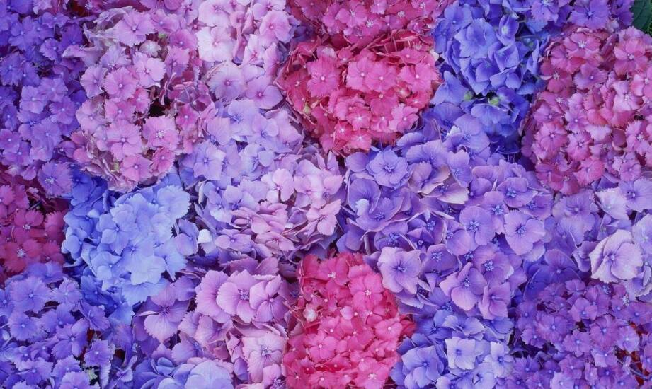 Hortensja hydrangea – jak zapewnić jej optymalne warunki wzrostu?