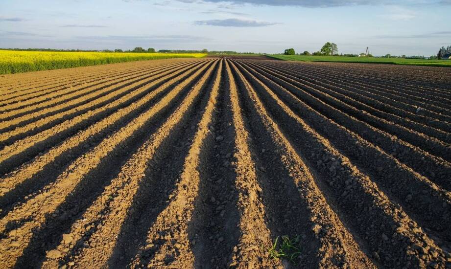 Nawóz kurzy granulowany – klucz do zdrowych i obfitych zbiorów