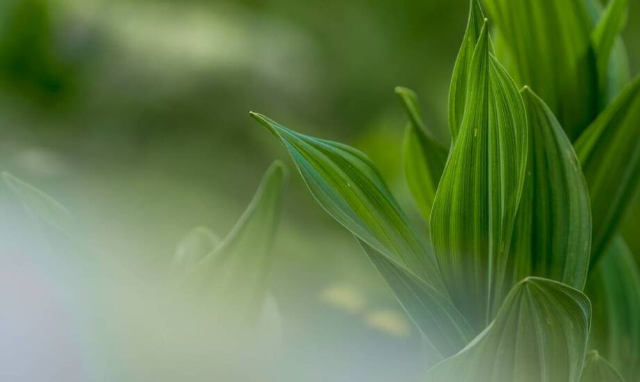 Jak wybrać odmianę Sansewierii i dbać o roślinę, by zawsze była zdrowa i pełna uroku?
