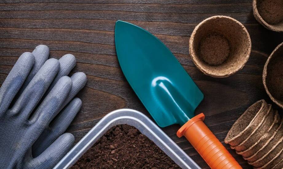 Jak wybrać idealne sadzonki roślin do ogrodu, aby stworzyć kwitnącą oazę?