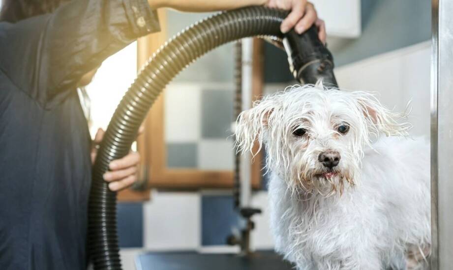 Groomer Poznań: jakie są najczęstsze pytania właścicieli zwierząt dotyczące pielęgnacji?