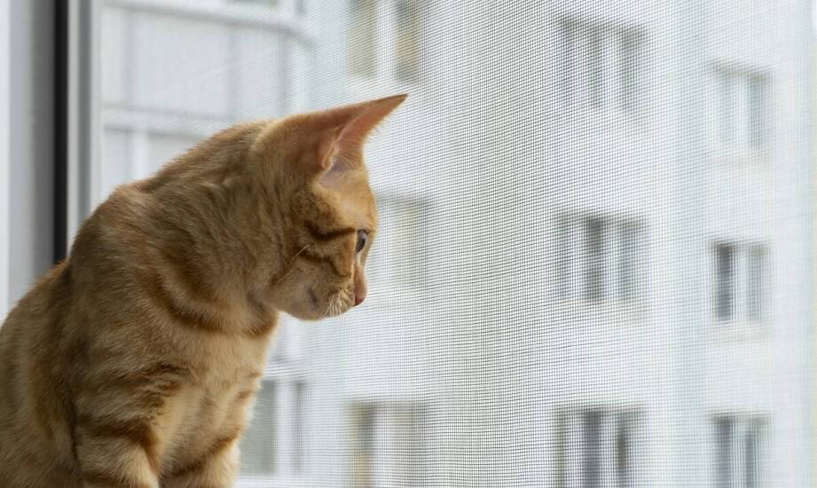 Jak siatka na balkon dla kota może chronić przed niechcianymi wizytami ptaków?