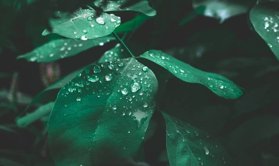 Rola filtrów siatkowych w skutecznym oczyszczaniu wody deszczowej