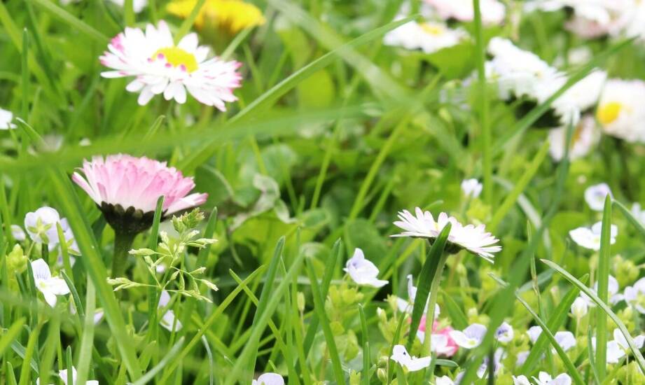 Nasiona bylin a ich wymagania glebowe – co warto wiedzieć przed siewem?