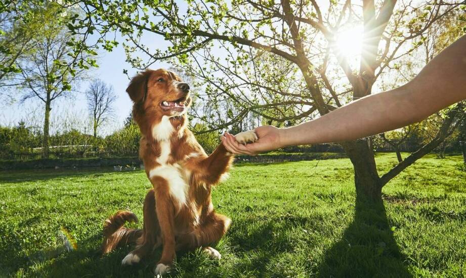 Rola sygnałów psów w skutecznym indywidualnym treningu – jak je czytać?