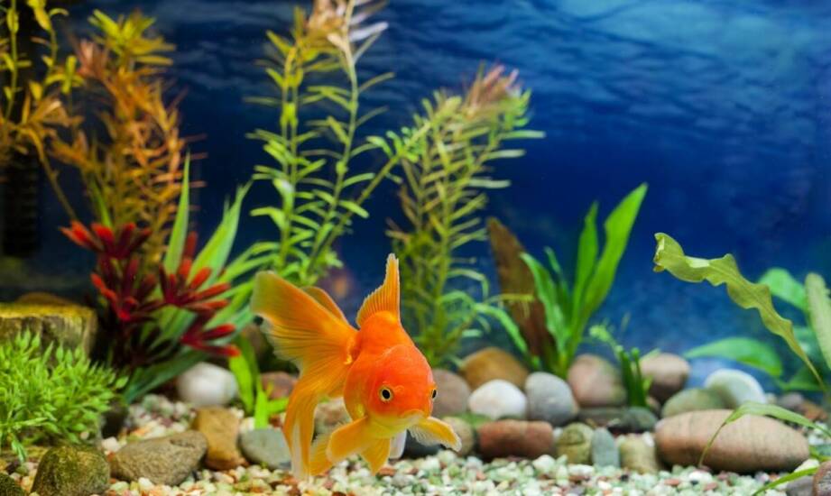 Jakie elementy konstrukcyjne do akwariów oferuje hurtownia terrarystyczna?