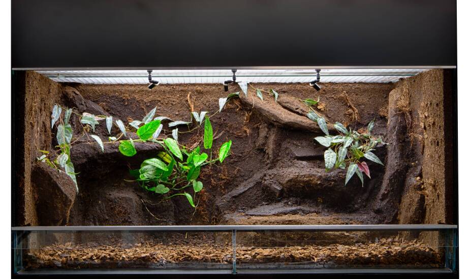 Jakie są koszty utrzymania oświetlenia w dużym terrarium?