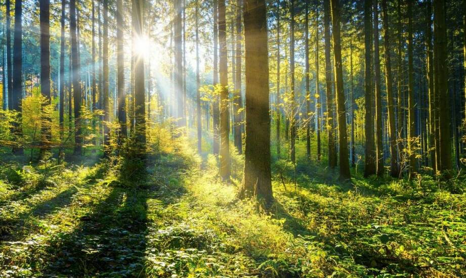 W jaki sposób monitoring przyrodniczy wpływa na strategie ochrony lasów?