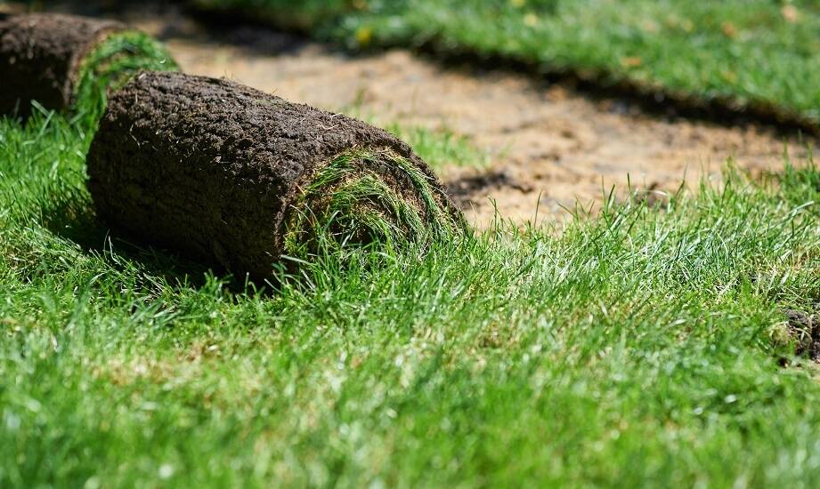 Rola producenta trawy z rolki w zachowaniu równowagi wodnej w glebie