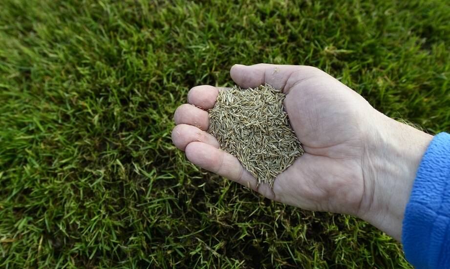 Jakie czynniki wpływają na wybór odpowiedniej mieszanki nasion przez producenta trawników?