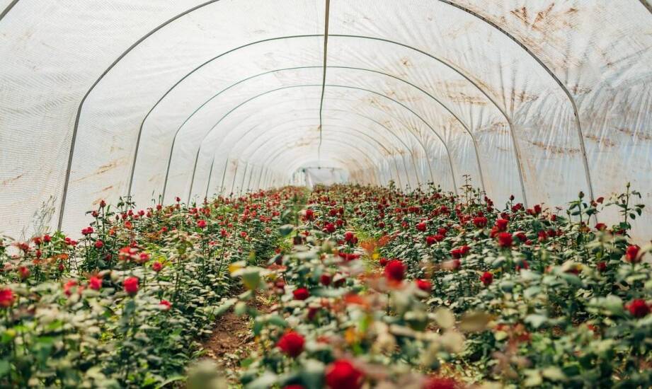 Efektywność upraw dzięki tunelom foliowym od polskiego producenta