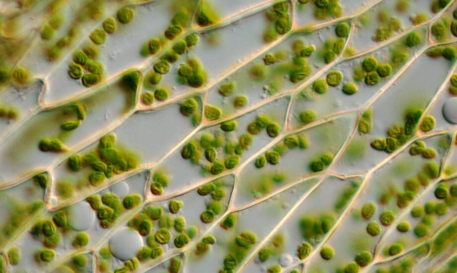 Biostymulatory warzyw – wsparcie w ochronie przed szkodnikami
