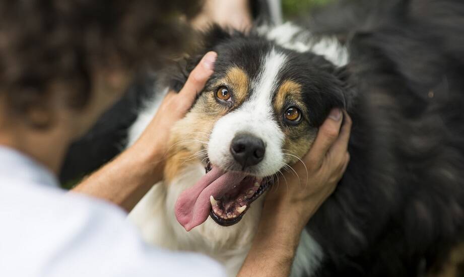 Rola dogoterapii w domu seniora w Katowicach – jak pomaga mieszkańcom?