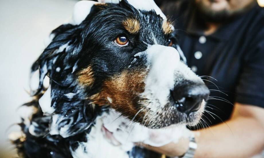 Jakie atrakcje czekają na psy w hotelu z terenami zielonymi i wybiegami?