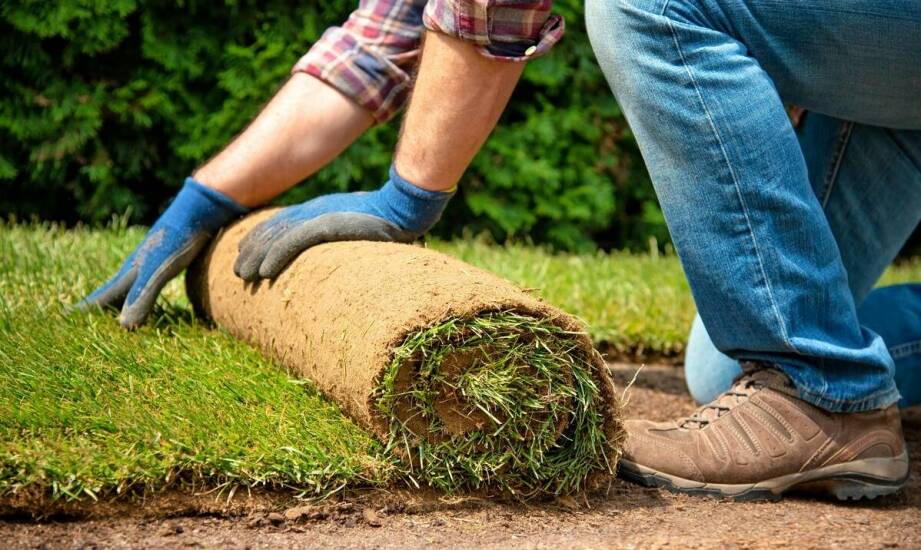 Jakie standardy jakości stosują producenci trawników rolowanych?