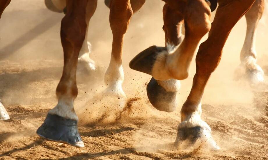 Odpowiednia aplikacja maści końskiej – praktyczne wskazówki