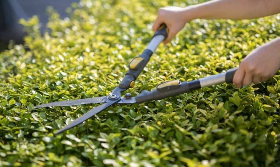 Przegląd najnowszych modeli nożyc do żywopłotu