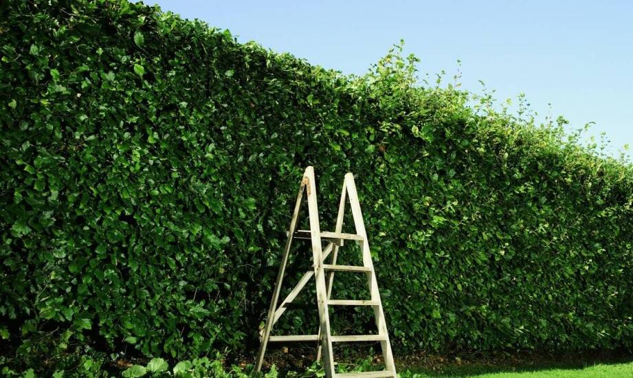 Drabina jednostronna w ogrodnictwie – jakie korzyści niesie za sobą?
