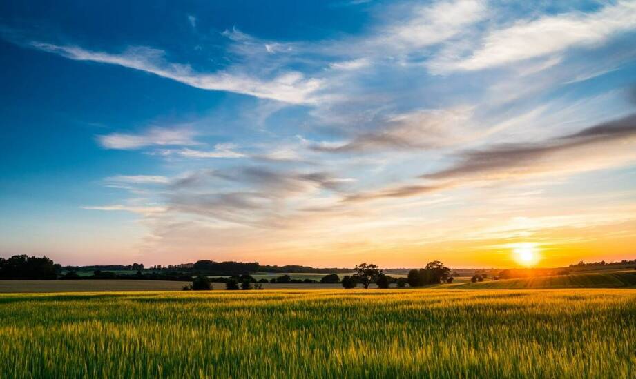 Jak producent saintpaulii radzi sobie z wyzwaniami sezonowej dostępności?