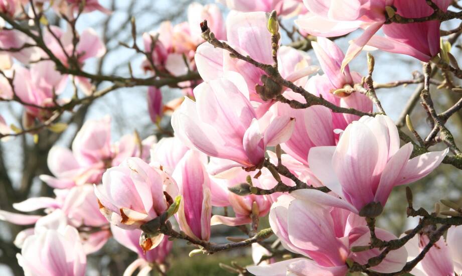 Wymagania glebowe dla magnolii drzewa – co warto wiedzieć?