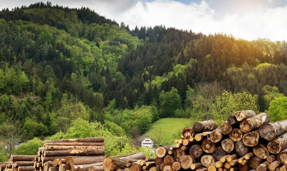 Zalety korzystania z drewna kominkowego pochodzącego z Polski