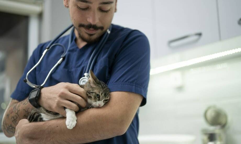 Czy sterylizacja kota wpływa na jego poziom energii?