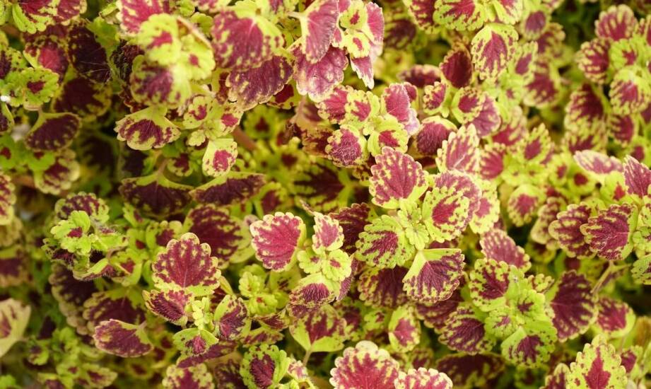 Jak przygotować podłoże idealne dla Burle Marx Variegata?