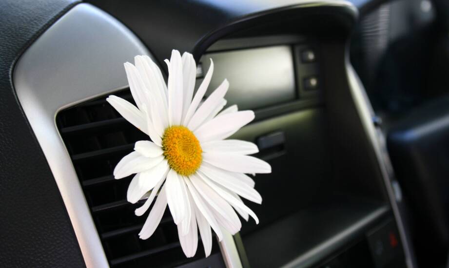 Ranking der Poppy-Lkw-Düfte – von klassisch bis exotisch