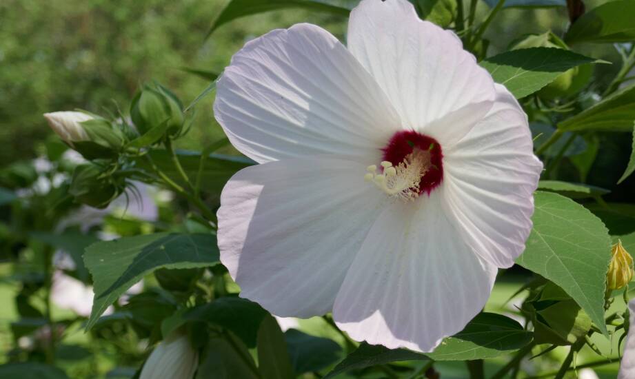 Wpływ krzewów hibiskusa na estetykę przestrzeni ogrodowej