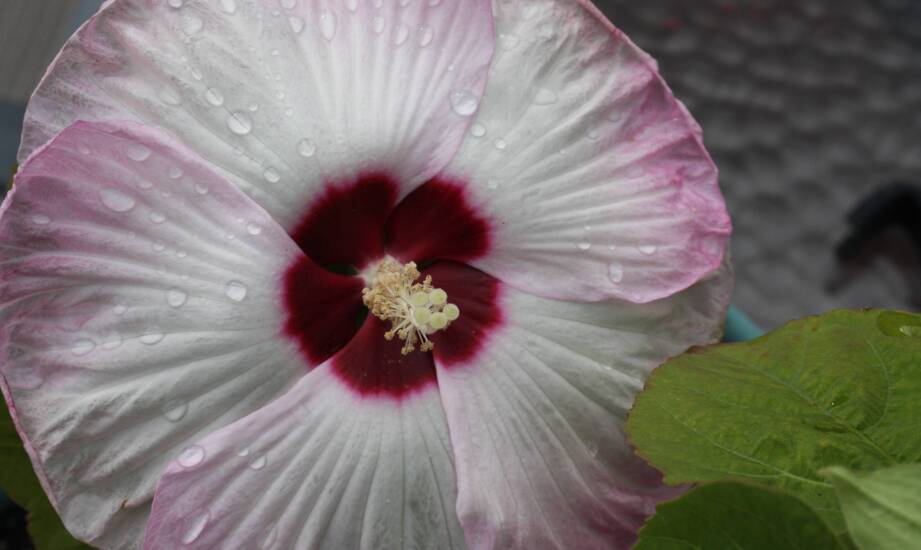 Jak pielęgnować krzewy hibiskusa, aby cieszyły oko przez cały sezon?