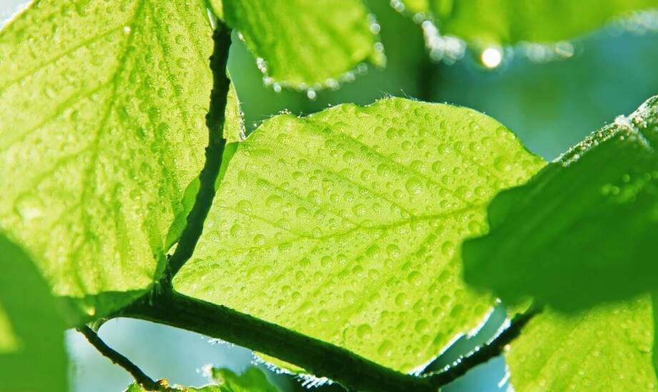 Badania nad toksycznością i biodegradowalnością 2 bromo 4 chloropropiofenonu