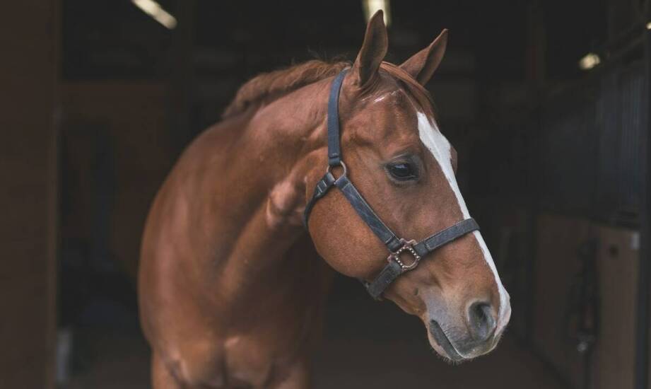 Dlaczego warto inwestować w wysokiej jakości sprzęt do pielęgnacji koni?