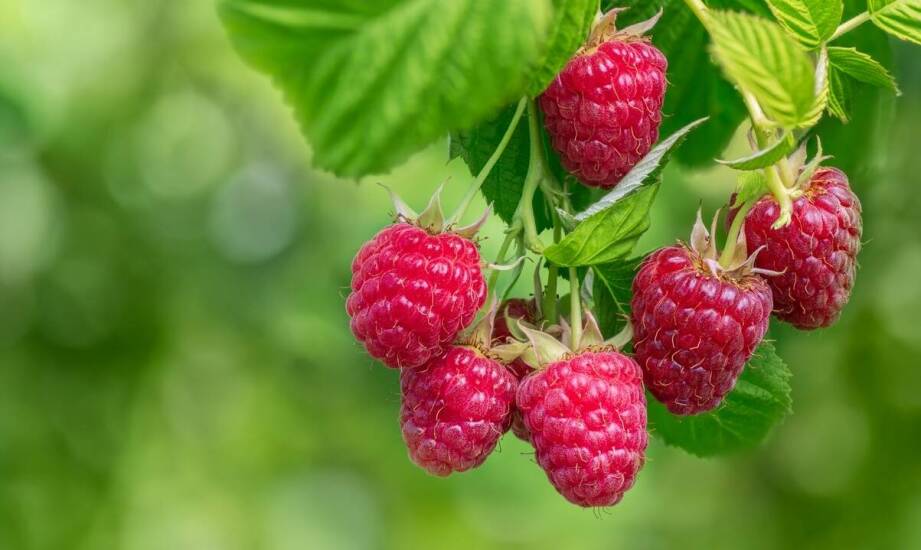 Prasa do malin a zrównoważony rozwój w przemyśle spożywczym