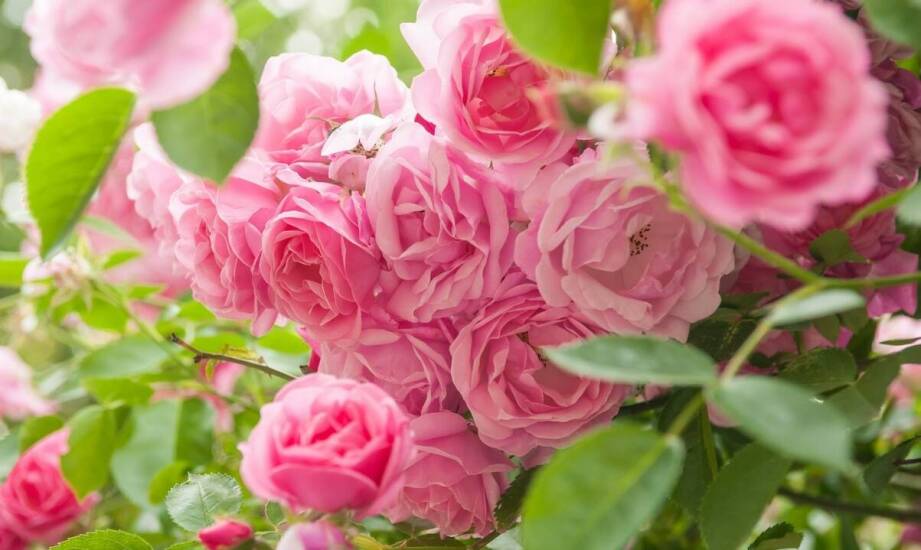 Optymalne stanowisko dla hortensji różowej – jak zapewnić jej najlepsze warunki wzrostu?