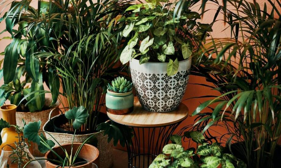 Dlaczego filodendron monstera zyskuje na popularności wśród miłośników roślin?