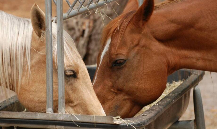 Korzyści z zastosowania mat prasowanych w boksach dla koni – jak wpływają na komfort?
