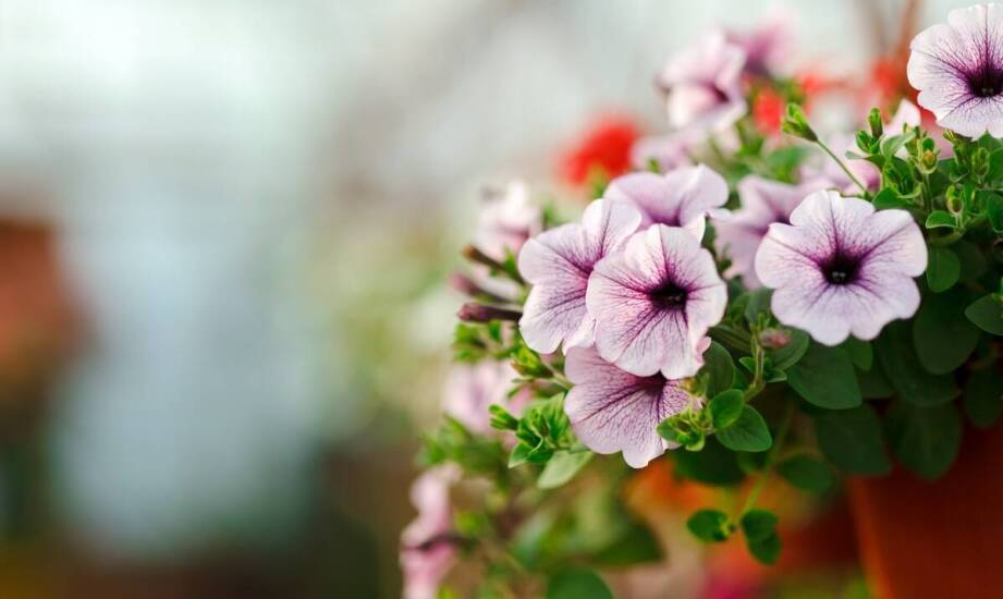 Dlaczego warto łączyć ipomeę z pelargonią w aranżacjach balkonowych?