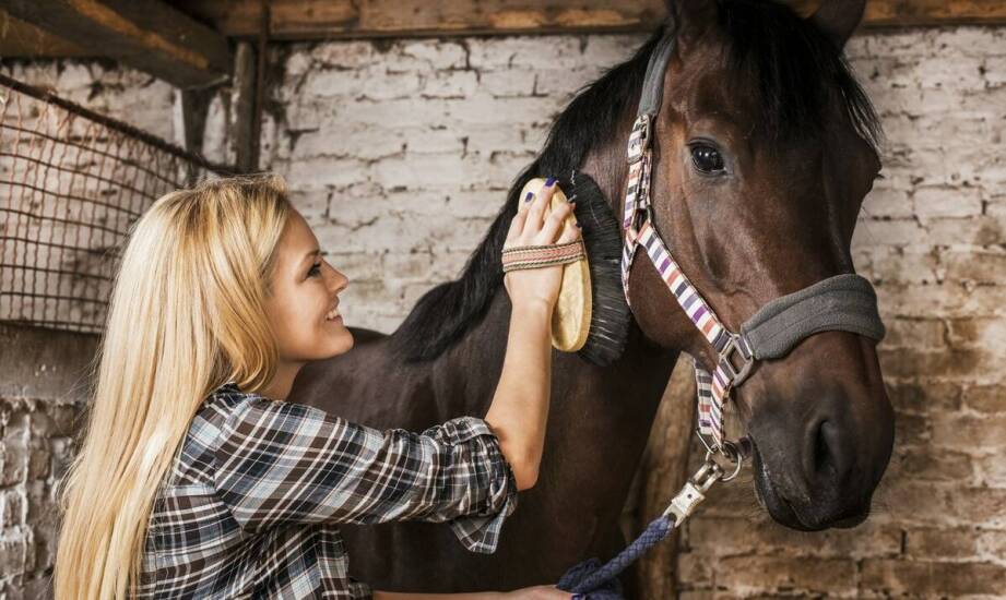 Wpływ jakości szczotek do sierści na efektywność pielęgnacji koni