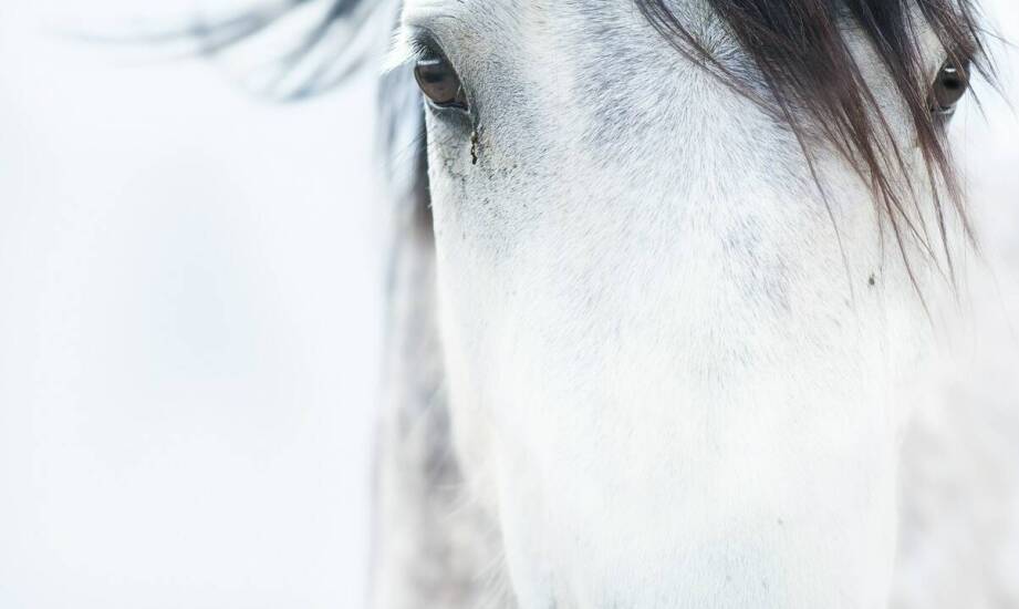 Różnorodność modeli kantara Xfull – jak dopasować do potrzeb konia?