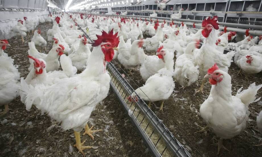 Karmidło dla kurcząt a wymagania higieniczne w hodowli drobiu