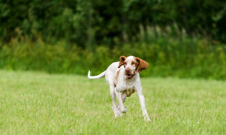Jakie są kluczowe elementy sukcesu hodowli wyżłów włoskich krótkowłosych?